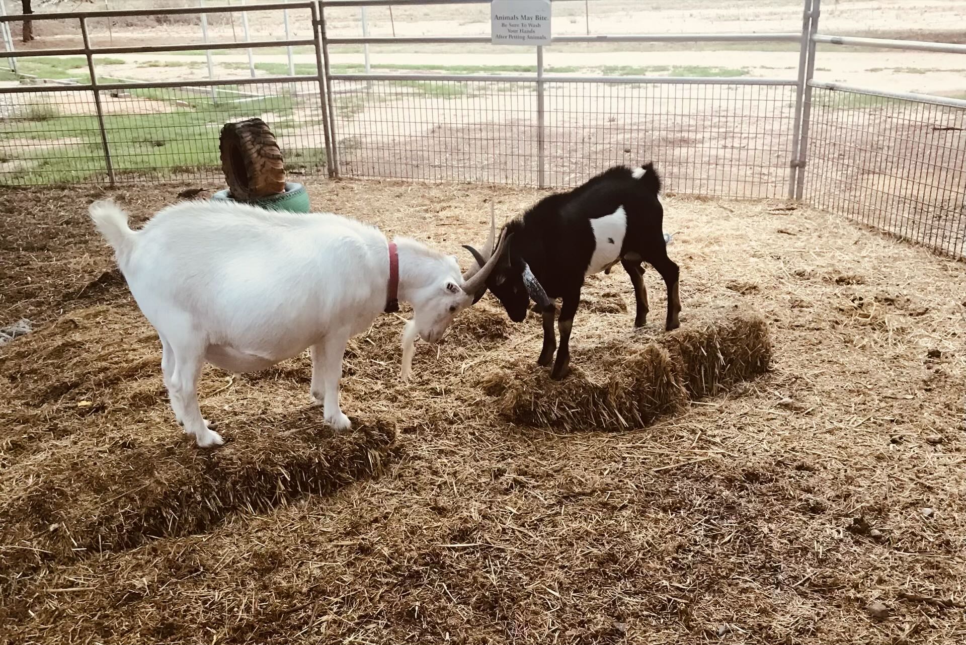 Train Robbery & Petting Zoo Ride